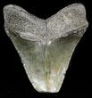 Bargain, Megalodon Tooth - South Carolina #47614-1